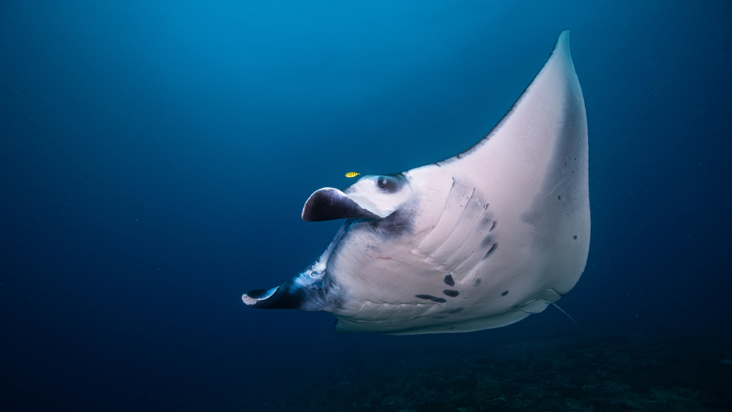 Nusa Penida Dive and Stay Package